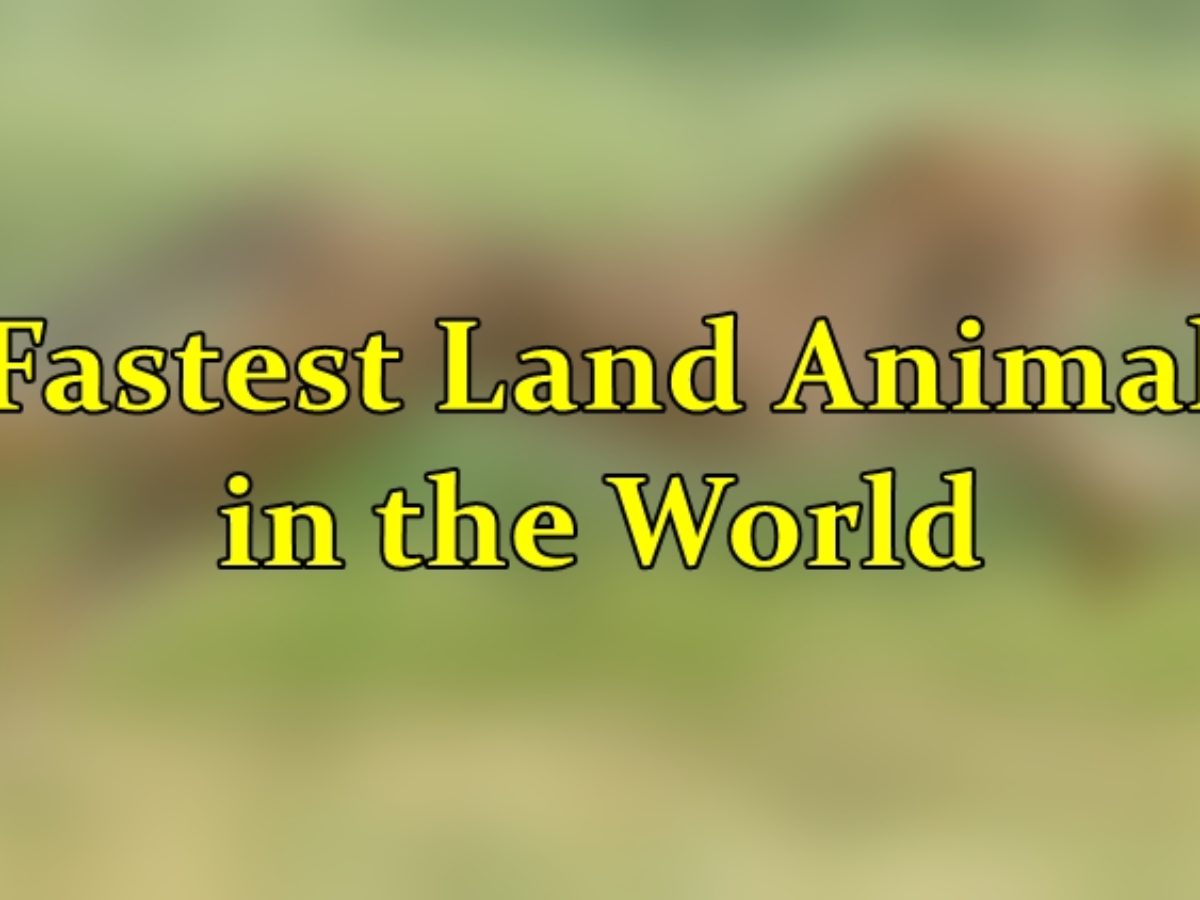 Fastest Land Animal in the World