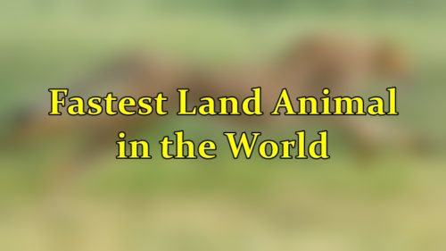 fastest land animal