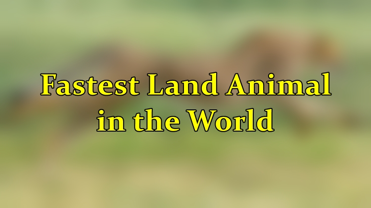 fastest land animal