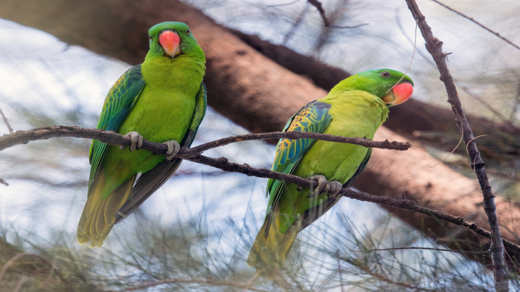 Blue-naped Parrots Tawi-Tawi