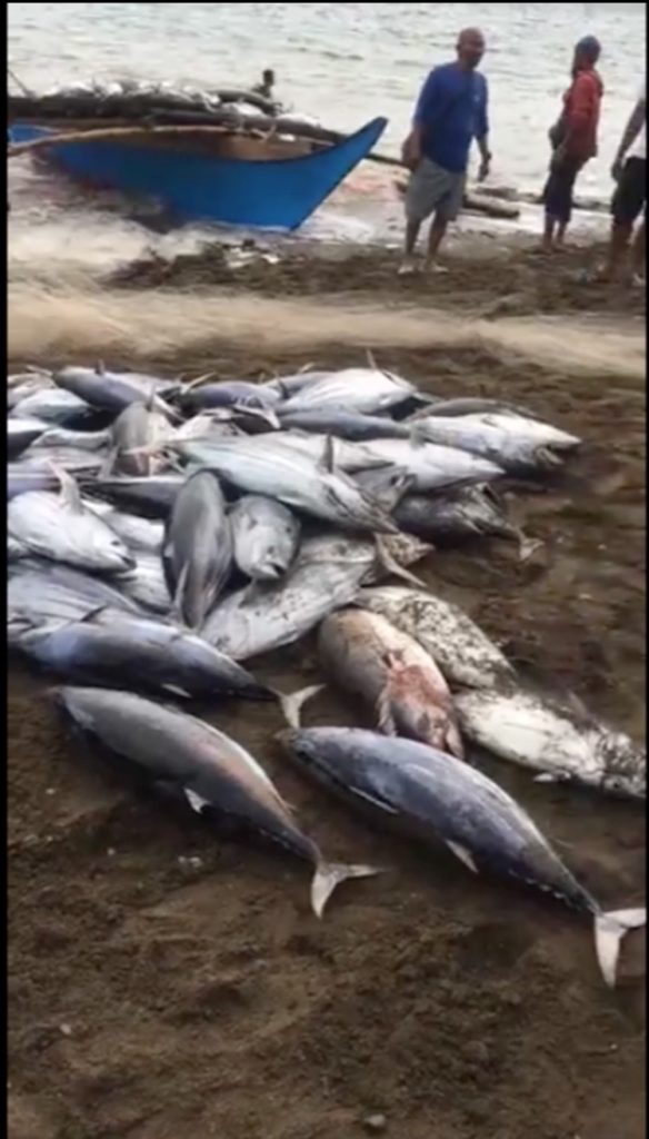 Skipjack Tuna