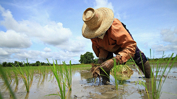 Fuel Subsidy for Farmers