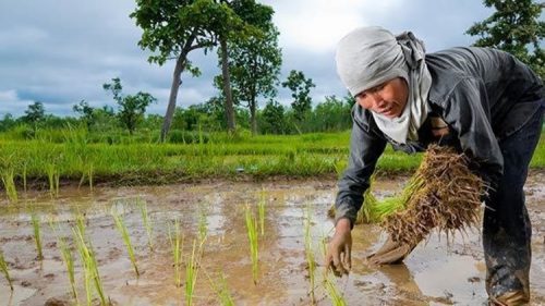 PH Government Fuel Subsidy Farmers