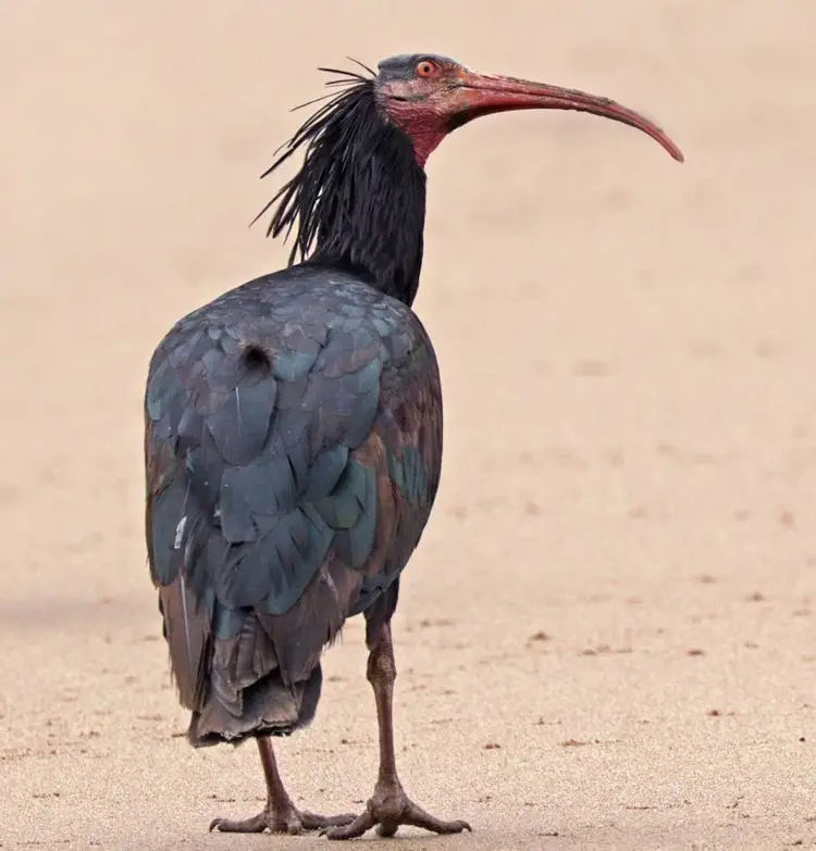 Northern Bald Ibis - Endangered Animals