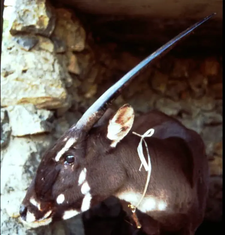 Saola - Endangered Animals