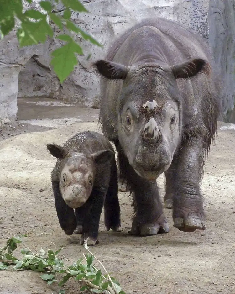 Sumatran Rhino - Endangered Animals