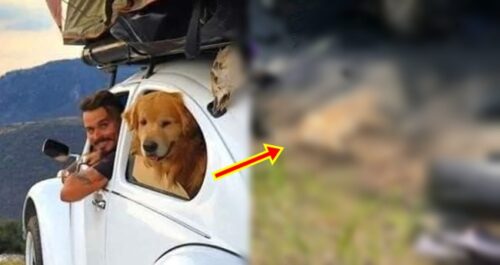 Instagram Influencer Jesse Kozechen, Golden Retriever Dog