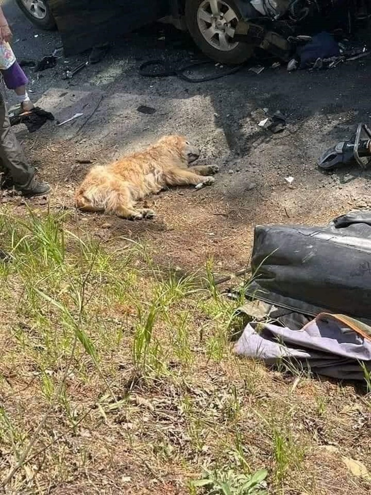 Owner, Dog Accident