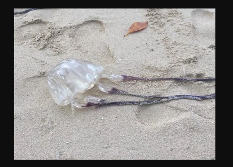 Box Jellyfish