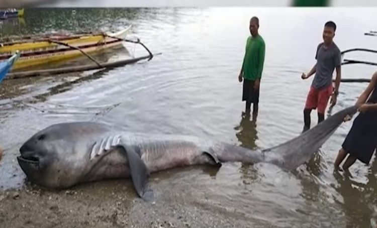 Giant Megamouth Shark