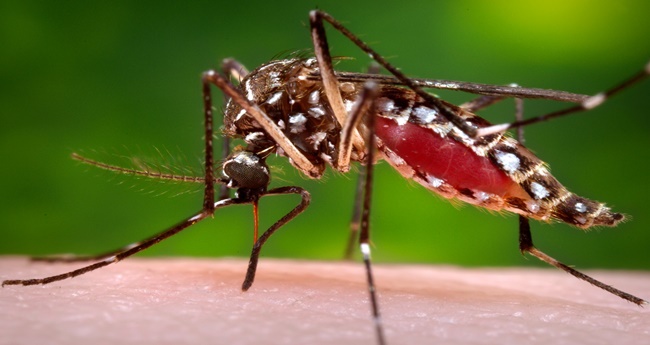 Dengue cases