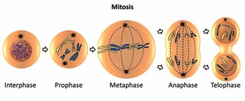 Stages In Mitosis - How Many Stages Are There In Mitosis?