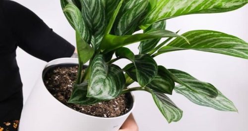 Aglaonema