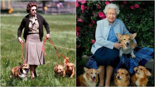 Queen Elizabeth Corgis