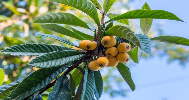 Unique Fruits