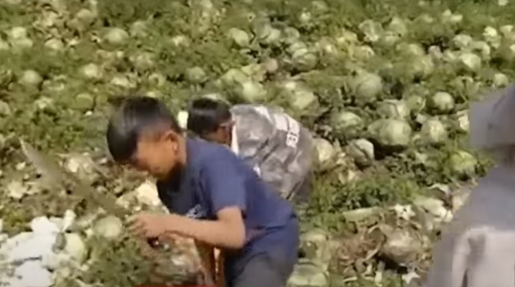 Benguet Farmer Opted To Use Cabbage Harvest As Fertilizer Instead Of ...