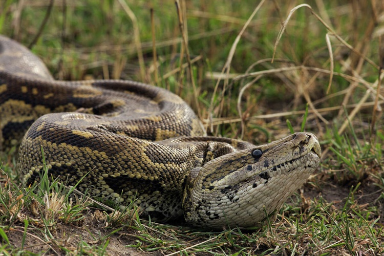 Body of Missing Woman Found Inside Stomach of Giant Python