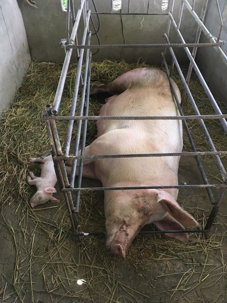 Pig Owner
