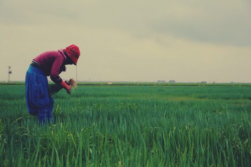 Agriculturist Licensure Exam Results