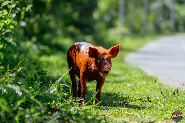 Pig Siargao