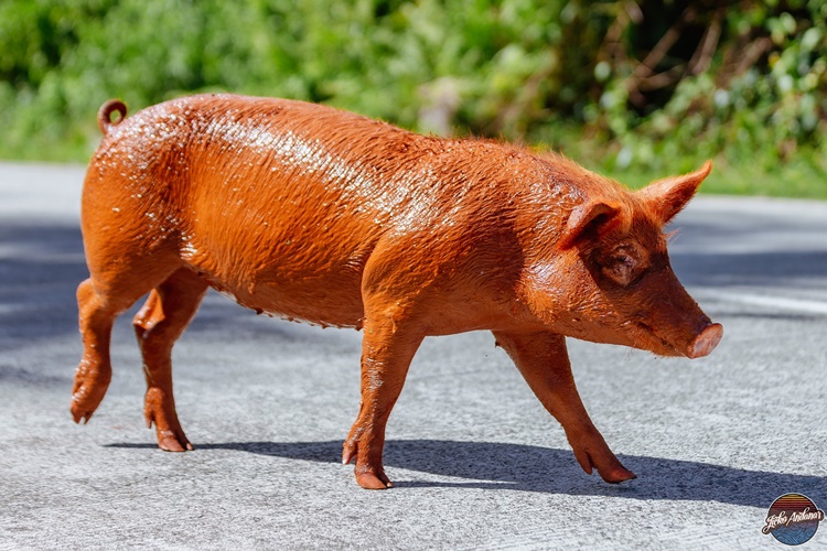 Pig Siargao