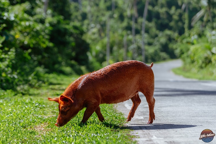 Walking Lechon