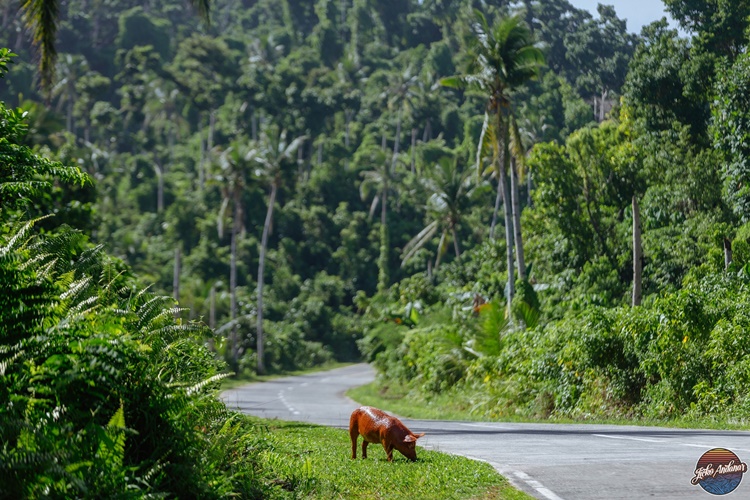Walking Lechon