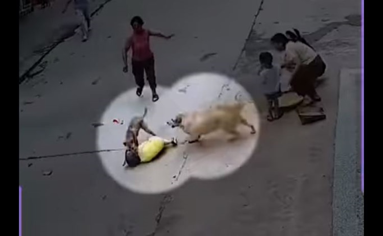 Pet Dog Saves Toddlers From Stray Dog (Video)