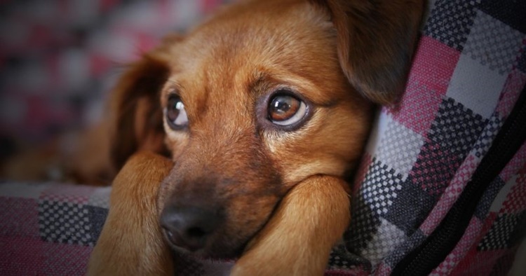 Dogs on New Year's Eve