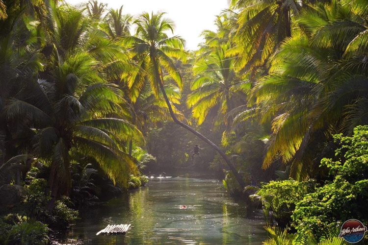 Siargao-Coconut-Bent-Tree