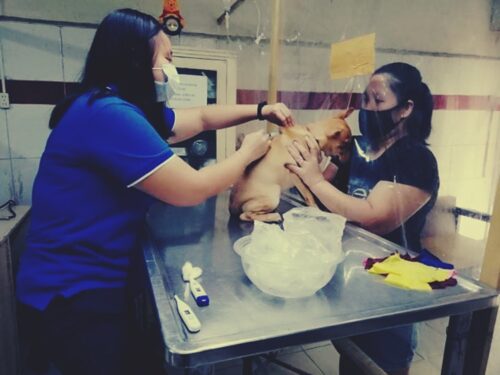 Veterinarian Licensure Exam Results