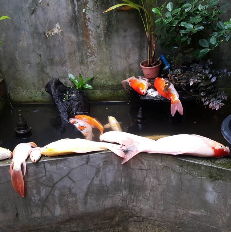 Fish Owner