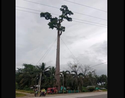 Philippine Rosewood Tree