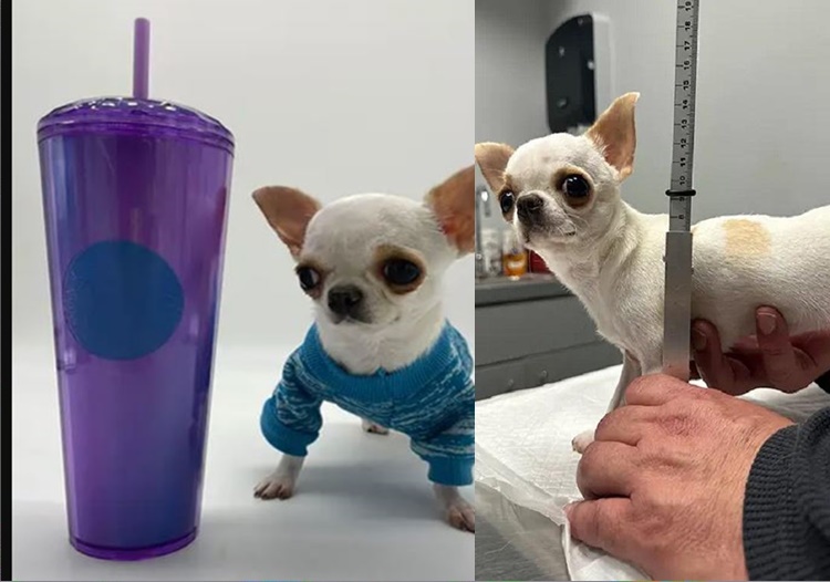 Cutie Female Chihuahua Hailed as “World’s Shortest Dog” (Pocket-Sized)