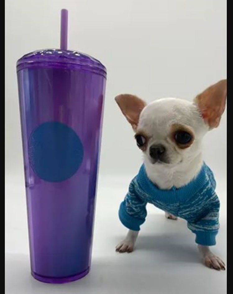 Cutie Female Chihuahua