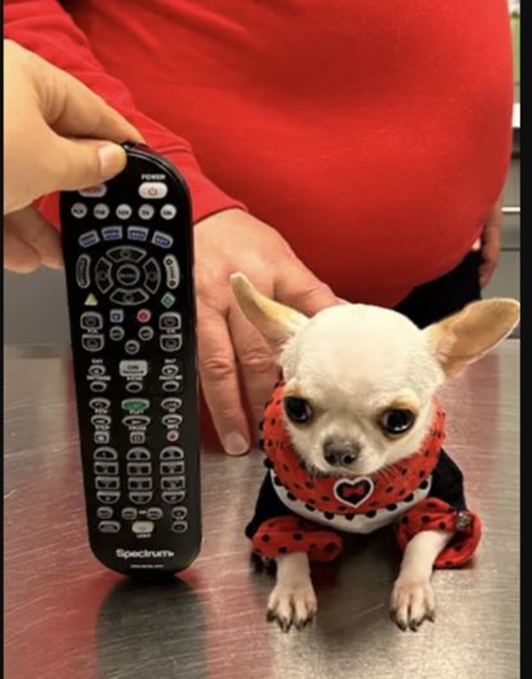 Cutie Female Chihuahua