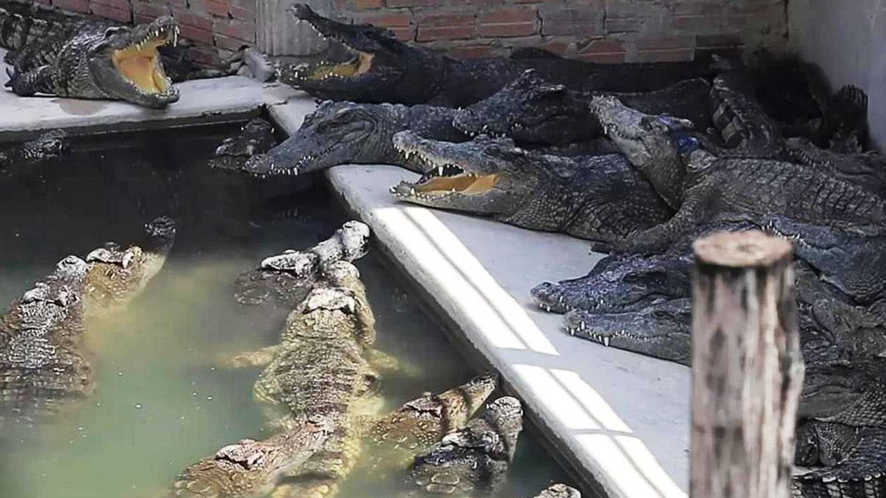 Elderly Man Killed by 40 Crocodiles After Falling in Enclosure
