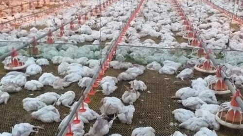 Heatwave in Batangas Poultry Farm Causes Death of Several Chickens