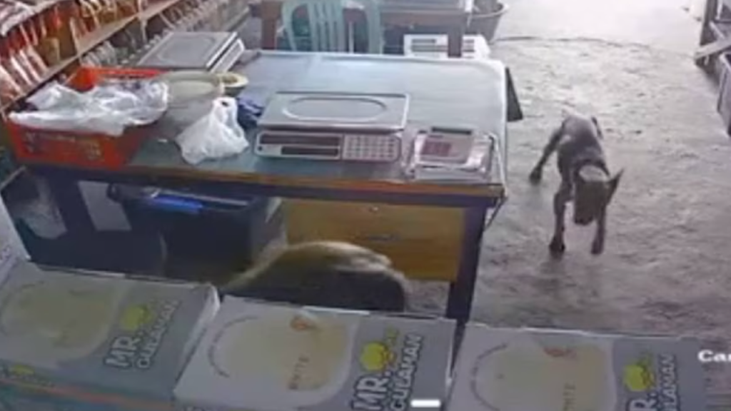 Dog Rabies San Fernando