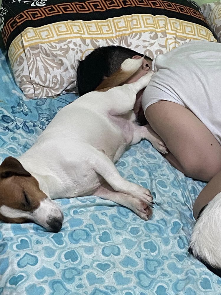 Fur Parent