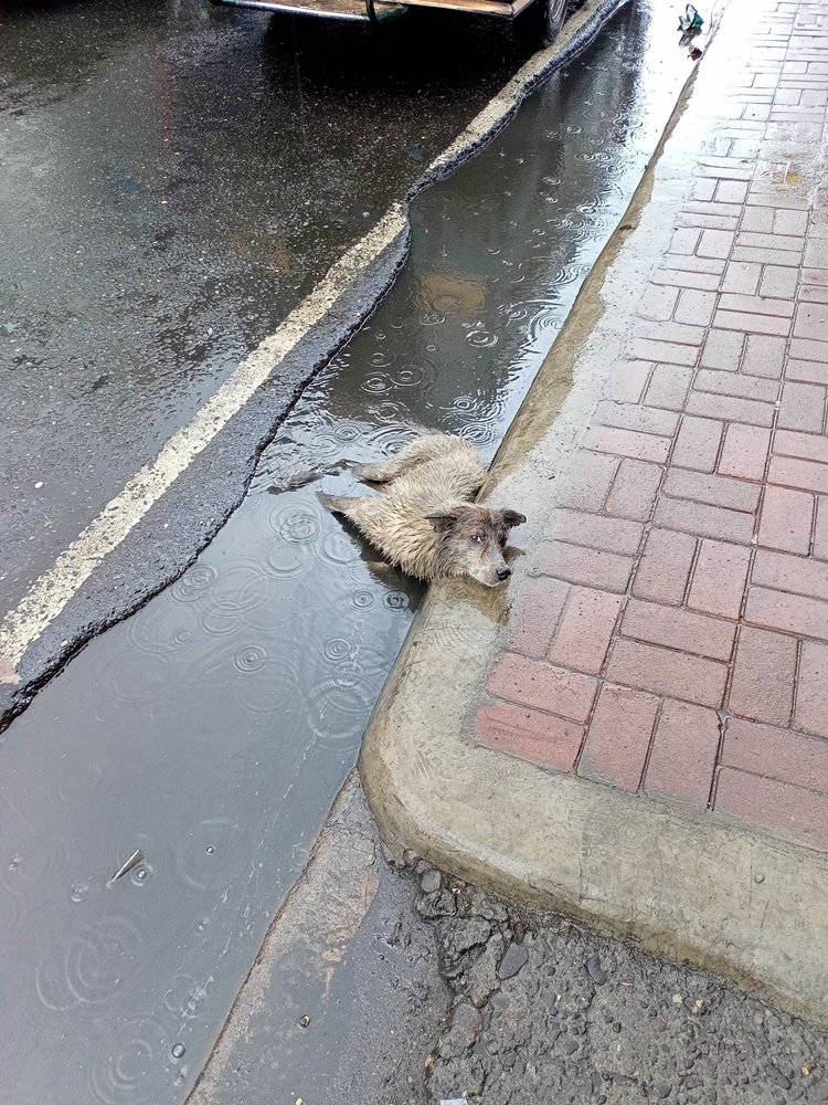 Poor Dog