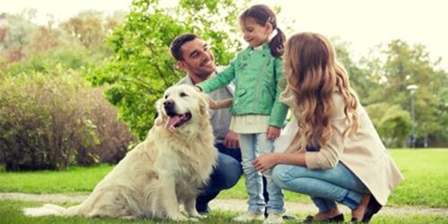 5 Best Dog Breeds 2