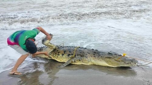 Lifeless Giant Saltwater Crocodile