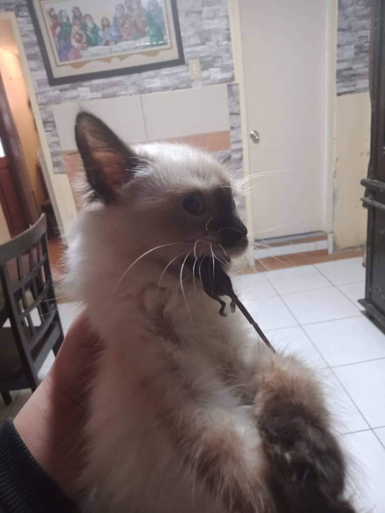 Furparent