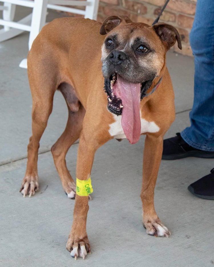 Boxer Dog
