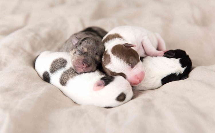 Best-Dog-Names-Of-2023-2