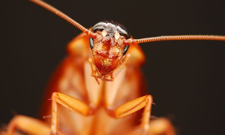 Cockroaches