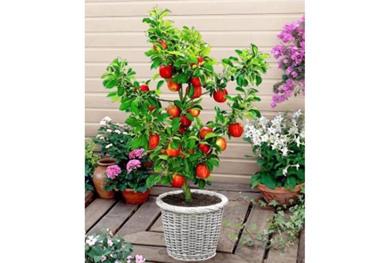 Dwarf-apple-tree