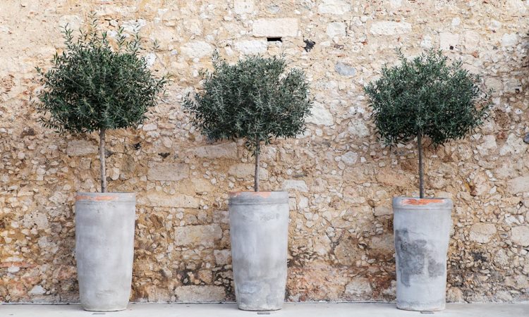 Olive-trees