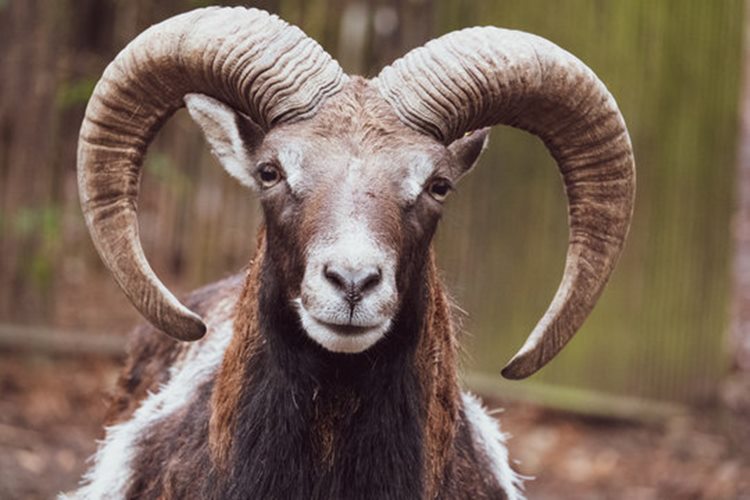POPULAR-CARS-Ram